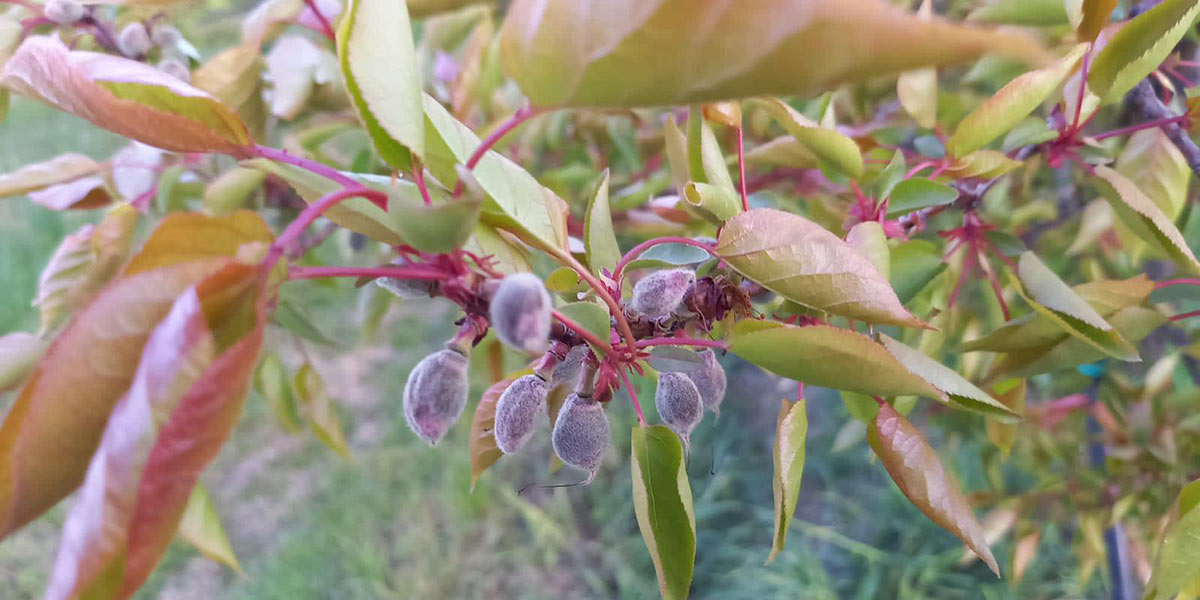 «Albicocche, il gelo ha bruciato fino all’80% dei frutticini»